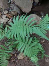 Image result for Christella parasitica