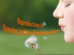 Non flowering plants reproduce by spores examples. Flowering And Non Flowering Plants Ppt Video Online Download