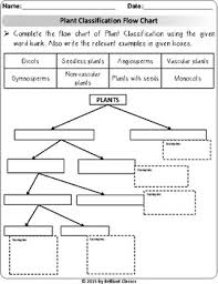 Plant Classification Flow Chart Venn Diagram Cut Sort And Paste Worksheets