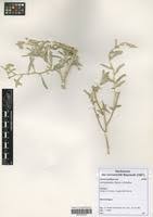 Image result for Aerva leucura