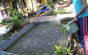 Rincian Biaya Ternak Lele Di Kolam Terpal Yang Harus Anda Siapkan