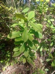 Image result for Euphorbia umbellata