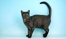 Egyptian Mau Cat Breed Information, Pictures ...
