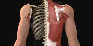 See anatomy of the head and neck stock video clips. Muscles Of The Back Anatomy Snippets Complete Anatomy