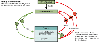 Most people lose some hair every day. Reproductive Hormones Biology For Majors Ii