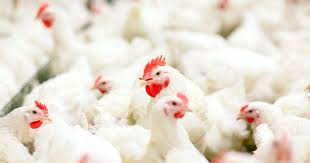 Pin Di Ayam