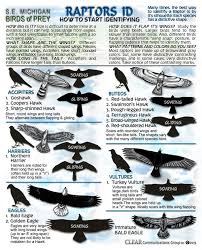Birds Of Northern Michigan New Michigan Raptors Id Sheets Birds Of Prey Birds Raptors
