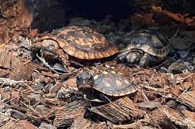 How Long Can A Box Turtles Stay Underwater