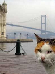 Istanbul Memory Of A Cat By Deepestwonder On Deviantart Cats Istanbul Cats And Kittens