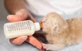 Feeding Orphaned Kittens Vca Animal Hospital