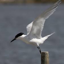 Pin On Alturian Birds