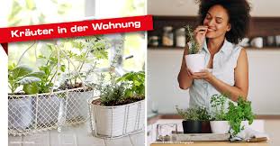 Ein wespennest in der wohnung vor der entstehung verhindern in seltenen fällen beginnt sich in der wohnung ein wespennest zu entwickeln. Kuchentipps Krauter In Der Wohnung Ziehen Faustmann