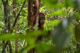 For further information, please contact : 10 Wild Native Animals That Live In Indonesia