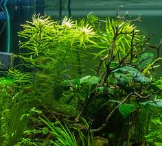 Image result for Pogostemon rogersii