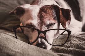 This is not normally how jack russell terriers are around cats. Jack Russell Old Age Problems And Care Bark How