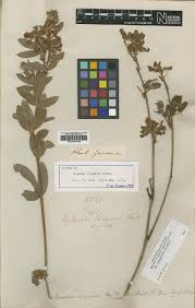 Image result for Eriosema vanderystii