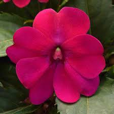 Image result for Impatiens apiculata