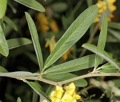 Image result for Eriosema psoraleoides