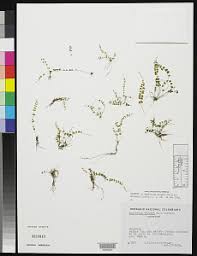 Image result for Asplenium angolense