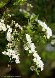 Kleine Straucher Fur Den Garten Mit Schoner Blute Spiraea Gartenblog Geniesser Garten Pflanzplanung Die Schoensten Gehoe Straucher Garten Pflanzen Garten