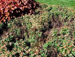 Form_title= flower bed ideas form_header= create a beautiful flower bed with help from experts. White Mold In The Garden Umn Extension