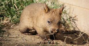 These Adorable Pictures Will Make You Want To Adopt A Baby Wombat Baby Wombat Infant Adoption Zoo Babies