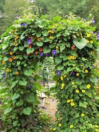 Simple arched trellis for grapes or pole beans. How To Use And Build Bean Arches Mother Earth News