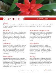 Guzmania Care Cheat Sheet Bromeliads Info Bromeliads Plant Care Plants