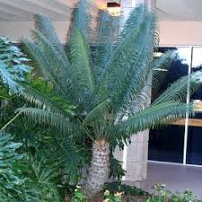 Image result for Cycas