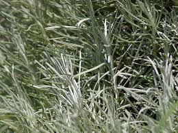 Image result for Helichrysum silvaticum