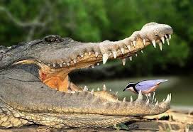 Bird Cleaning Crocodile Teeth Egyptian Plover Pluvanius Aegyptius Cleaning The Teeth Of A Nile Crocodile By Bigbird Nile Crocodile Crocodile Images Plover