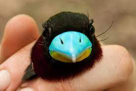 black and red broadbill soo cute look at those eyes bird mom pet birds wild bird food