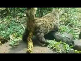 Kedi Diskisindan Yapilan Kahve Fincani 100 Youtube