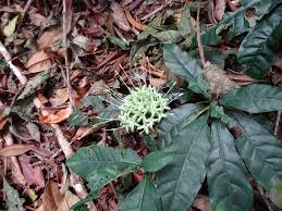 Image result for Pavetta