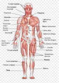 The muscular system is made up of specialized muscles diagram front and back below you'll find several different muscles diagrams. Human Muscular Chart Muscular System Clipart 1765146 Pikpng