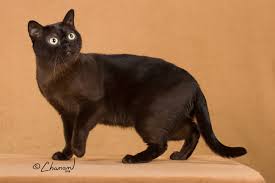 Read indepth burmese cat breed facts including popularity rankings, average prices, highlights and buying advice from pets4homes. Burmese Page Www Breedlist Com