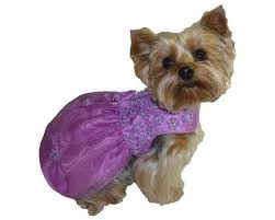 Cutest Paid Free Printable Dog Clothes Patterns Goruntuler Ile Kopek Kostum