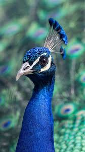 Peacock Animal Bird Nature Blue Iphone 6 Plus Wallpaper Bird Wallpaper Animals Preppy Wallpaper