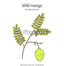 Image result for Cordyla africana