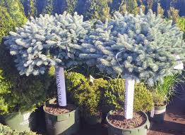 Maybe you would like to learn more about one of these? Dwarf Globe Blue Spruce Types Of Christmas Trees Trees For Front Yard Dwarf Globe Blue Spruce