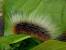 Hairy Caterpillar Black