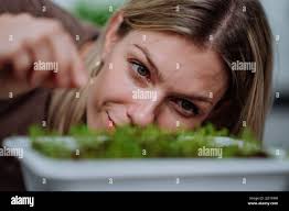 Growing cress hi-res stock photography and images