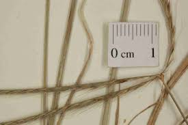 Image result for Enteropogon