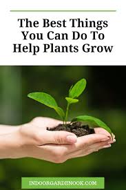 Our essential guide to what, where and when you can start growing your flowers, vegetables and fruit is also right here. What Does A Plant Need To Grow Indoor Garden Nook Plants Vegetable Garden For Beginners Pesticides For Plants