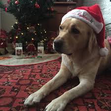 Tomorrow is giving tuesday, so please remember to add the pet fund to your giving list. Urime Festat E Fund King Pet Veterinary Health Center Facebook