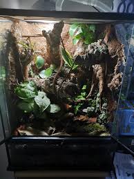 Just Finished My First Vivarium Made It For My White S Tree Frog Wanted To Share The Finished Product Advice And Tips Welcome Vivarium