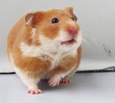 Looks Like My Mr Frisky Hamster Huisdier Grappige Hamsters