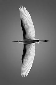 Birds Drawing Picture Birds Singing Sounds Birds 07 Birds Eye View Wow Birds Of Par Birds Flying Photography Flying Photography Black And White Birds