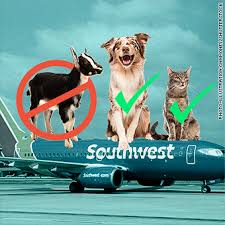 They must be vaccinated and in a carrier that adheres to their regulations. Southwest Only Cats And Dogs Allowed As Emotional Support Animals
