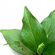 Image result for Saintpauliopsis